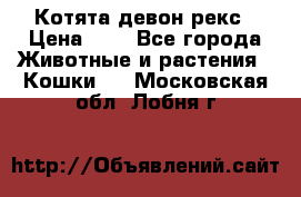 Котята девон рекс › Цена ­ 1 - Все города Животные и растения » Кошки   . Московская обл.,Лобня г.